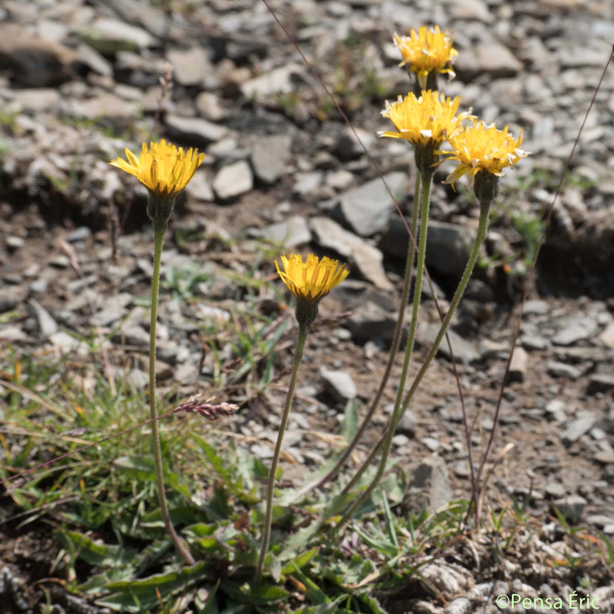 Liondent des montagnes - Scorzoneroides montana