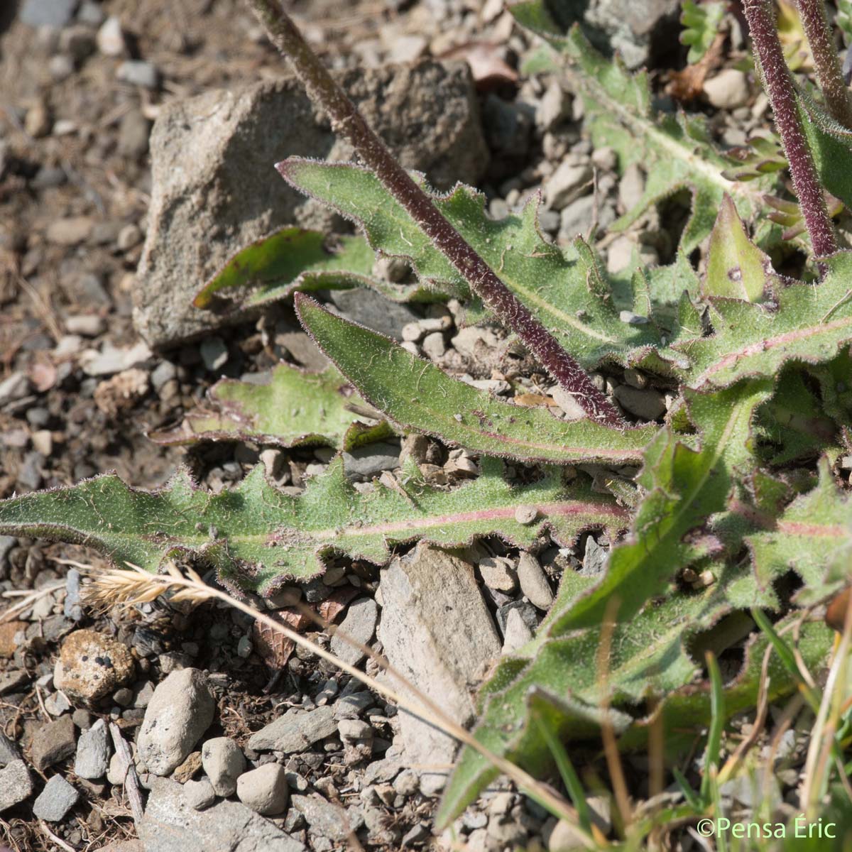 Liondent des montagnes - Scorzoneroides montana