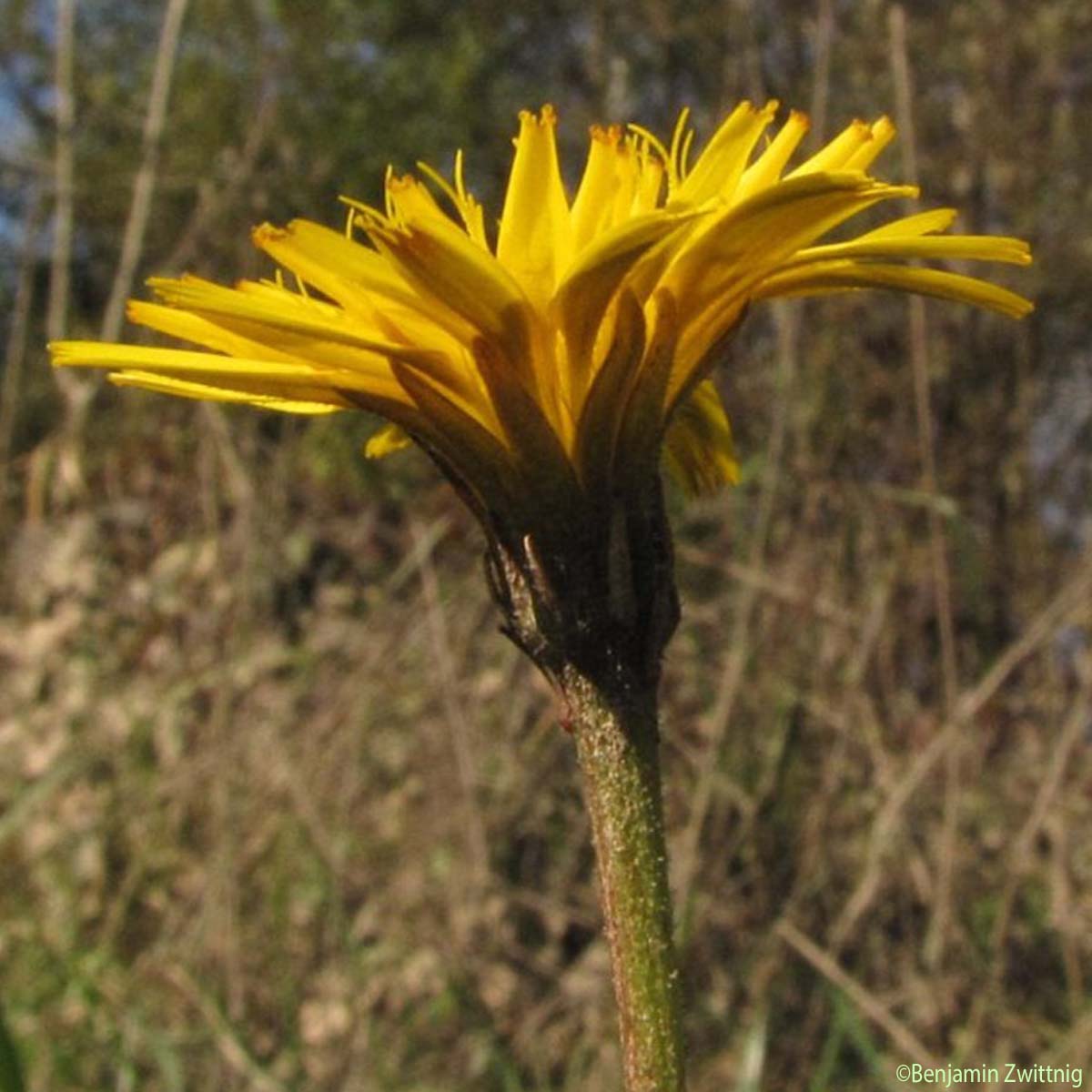 Liondent hispide - Leontodon hispidus