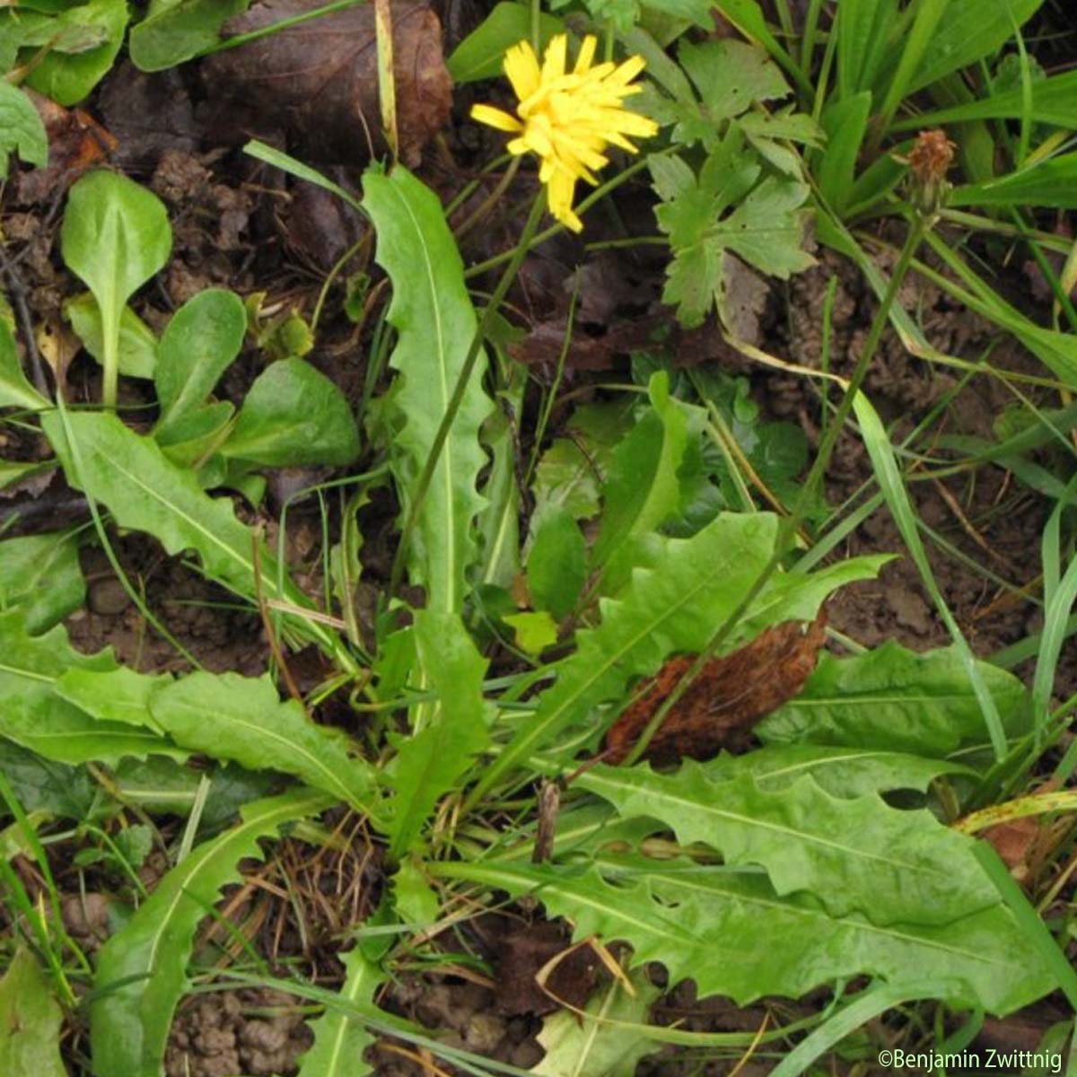 Liondent hispide - Leontodon hispidus