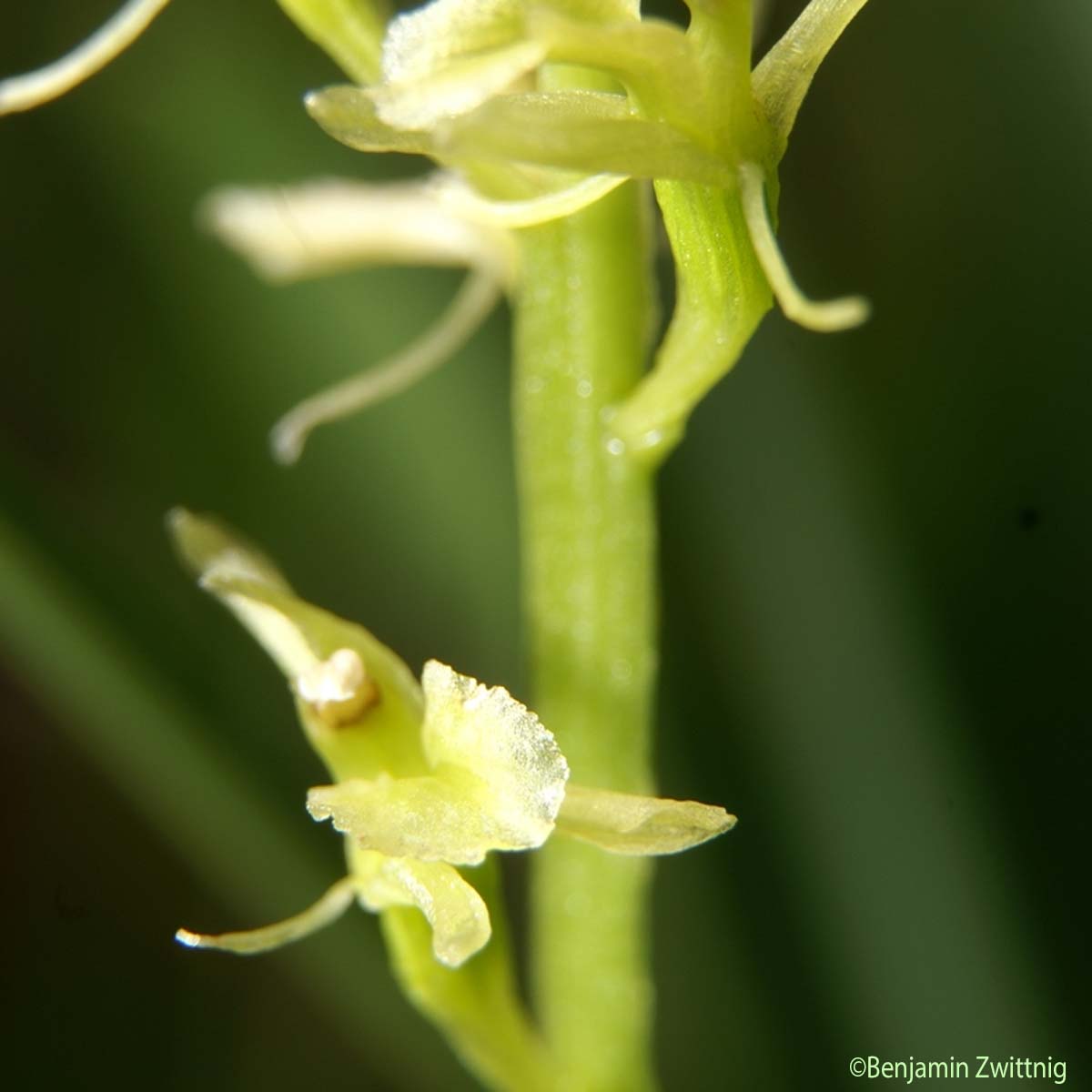 Liparis de Loesel - Liparis loeselii