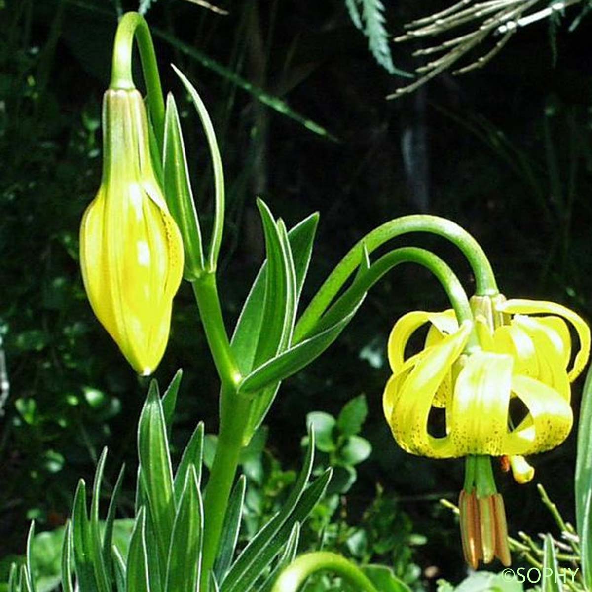 Lis des Pyrénées - Lilium pyrenaicum