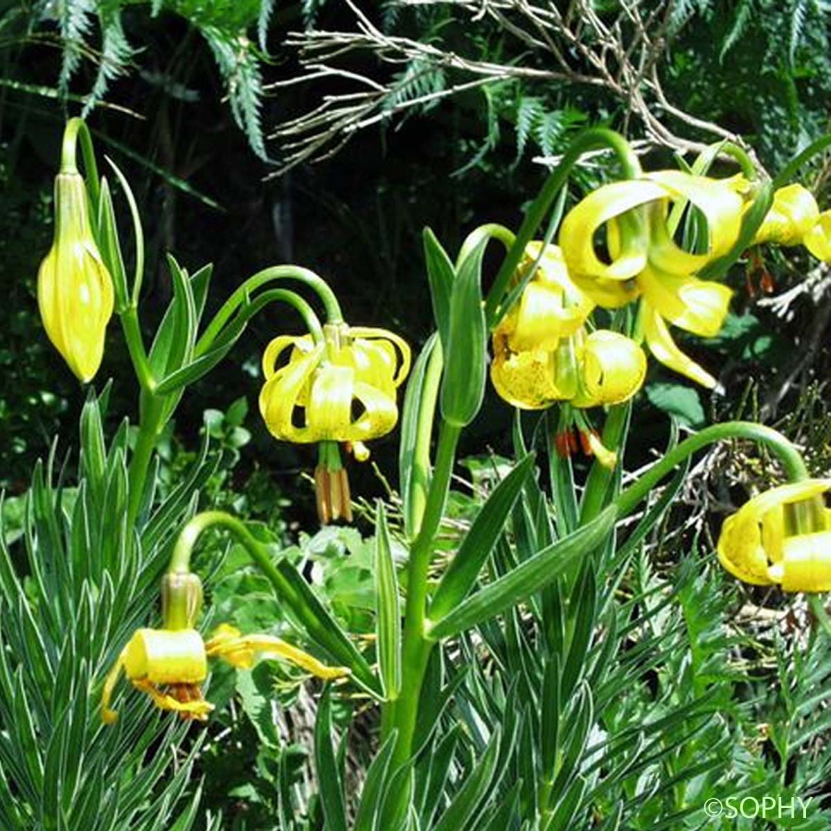 Lis des Pyrénées - Lilium pyrenaicum