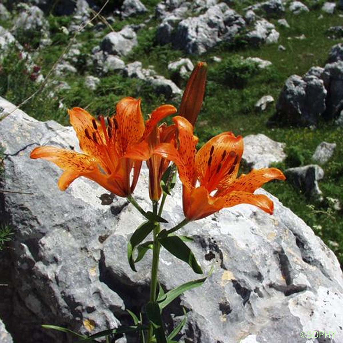 Lis faux Safran - Lilium bulbiferum var. croceum