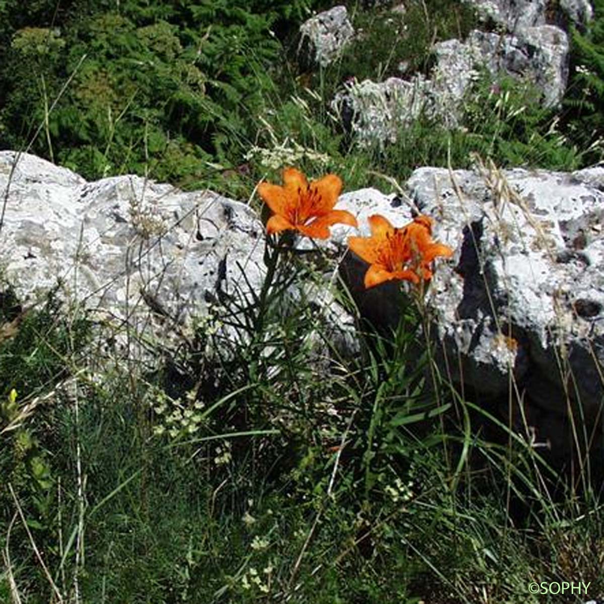 Lis faux Safran - Lilium bulbiferum var. croceum