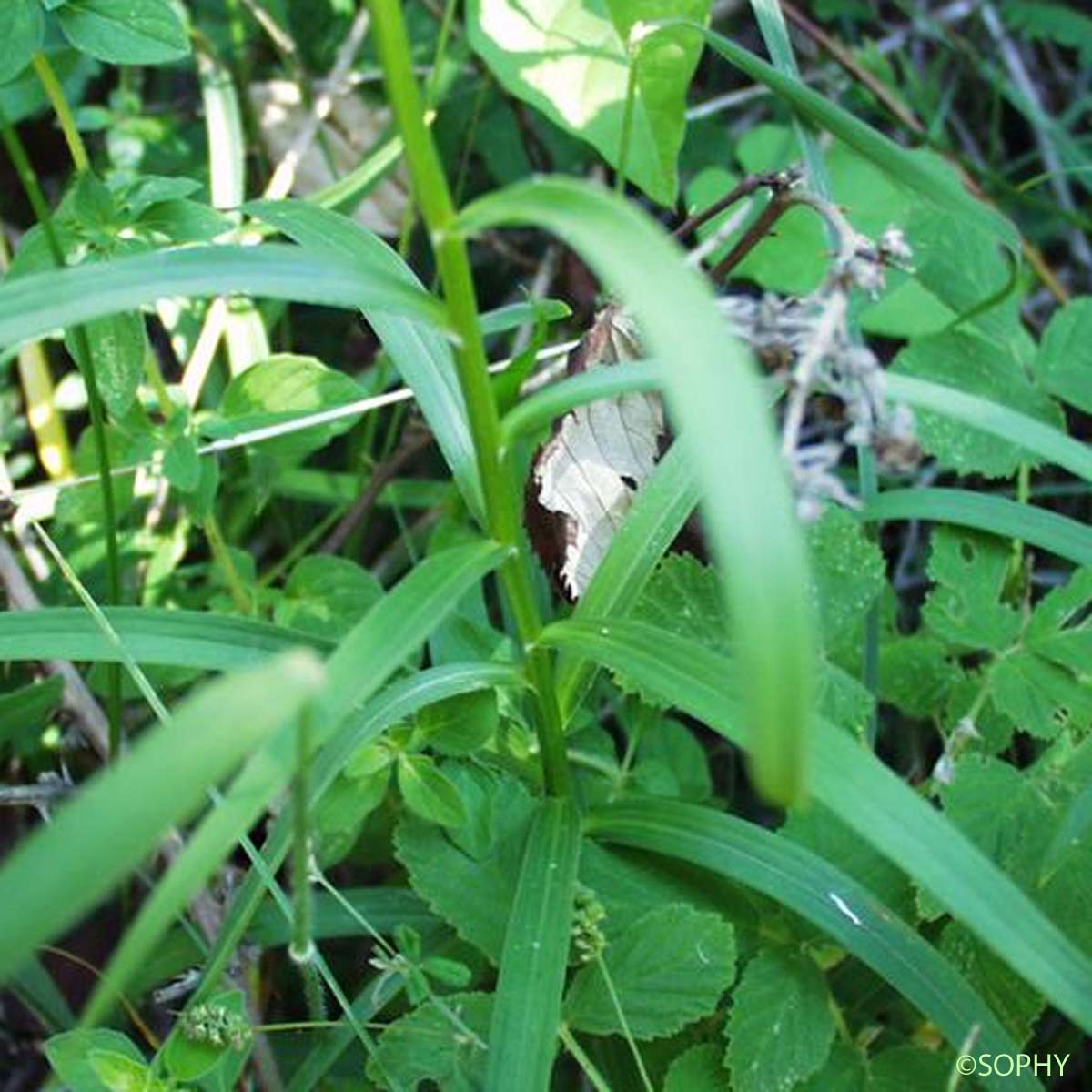 Lis faux Safran - Lilium bulbiferum var. croceum