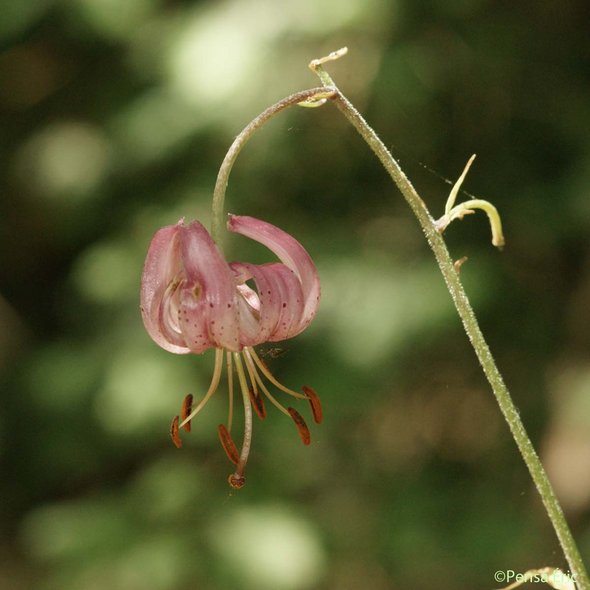 Lis Martagon - Lilium martagon