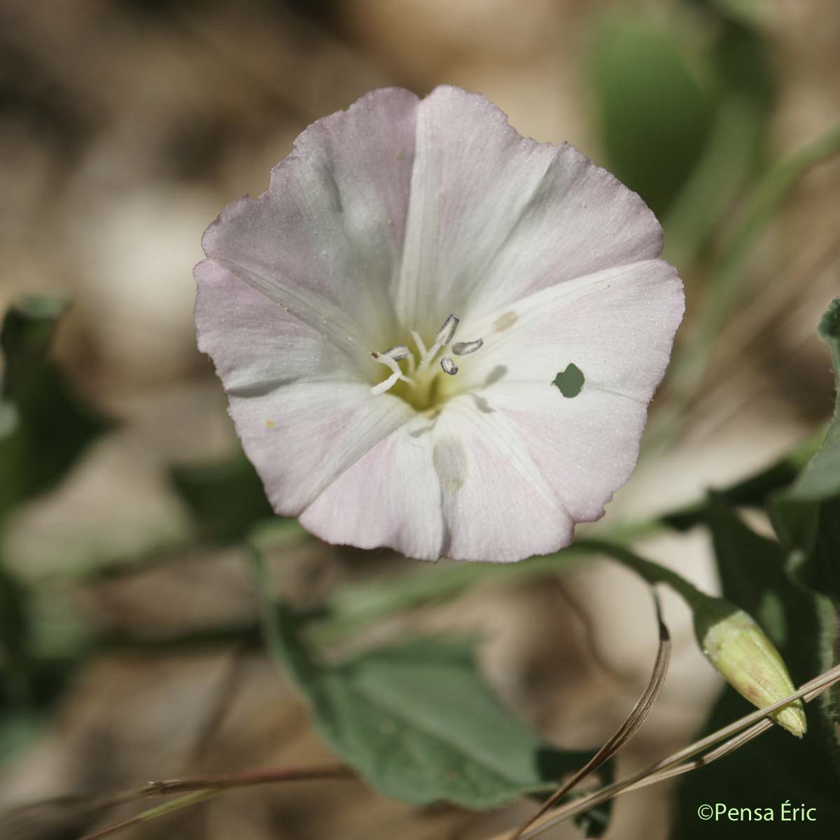 Liseron des champs - Convolvulus arvensis