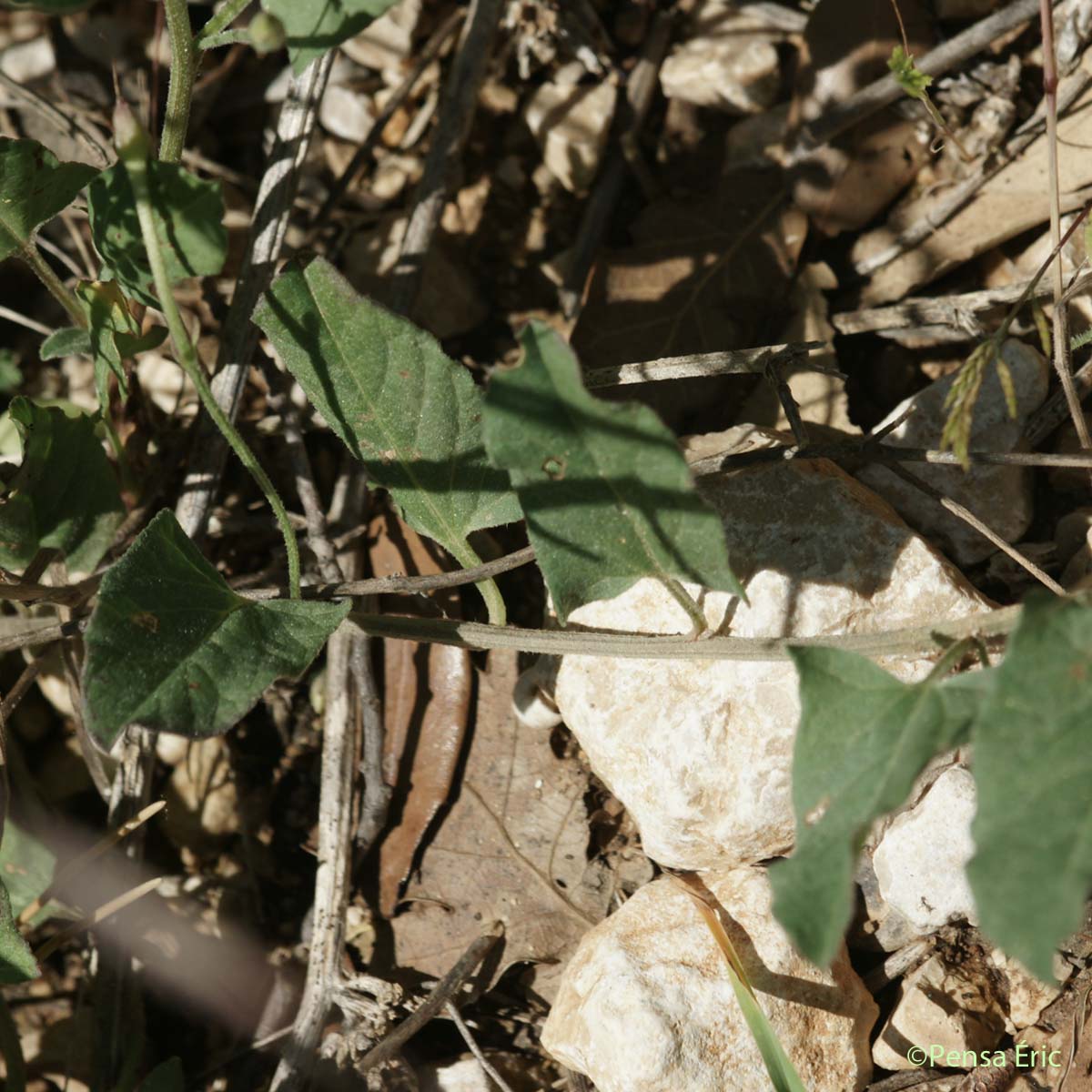 Liseron des champs - Convolvulus arvensis