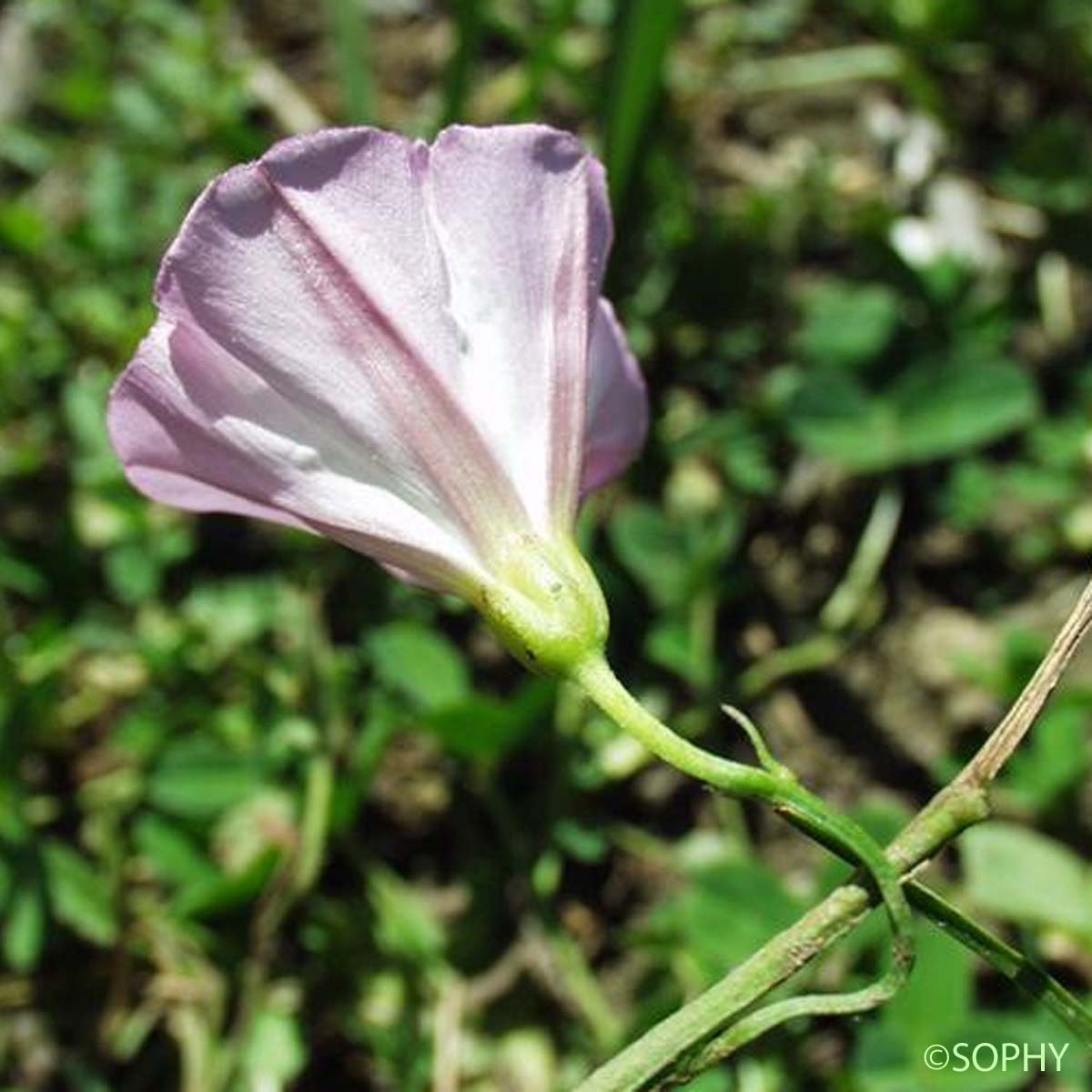 Liseron des champs - Convolvulus arvensis