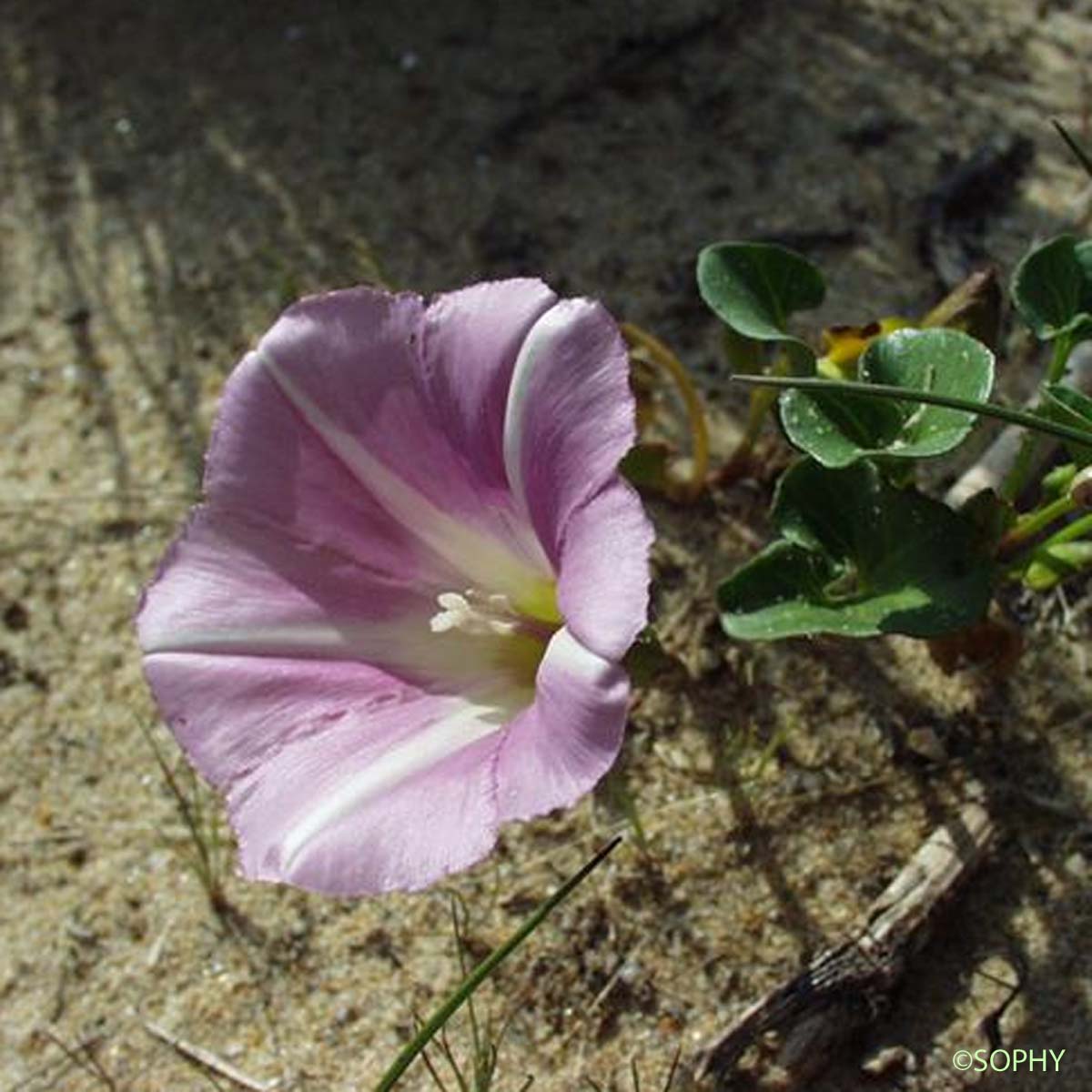 Liseron des dunes - Convolvulus soldanella