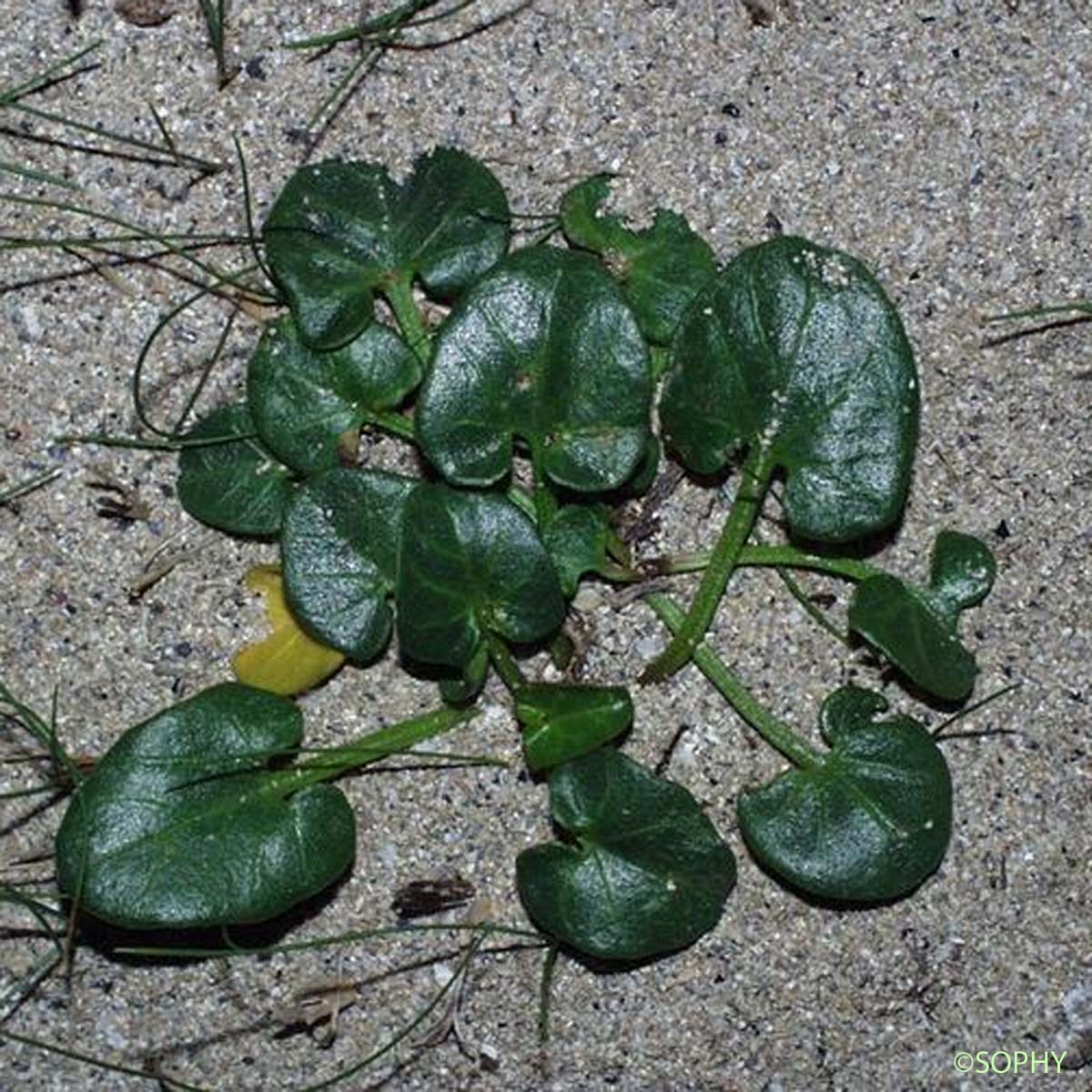 Liseron des dunes - Convolvulus soldanella