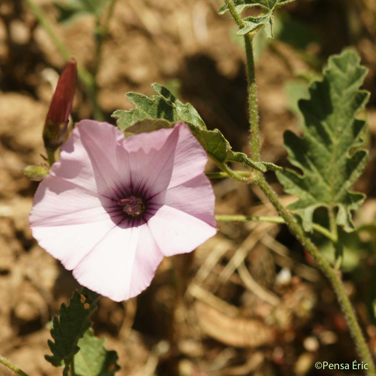 Liseron fausse Guimauve - Convolvulus althaeoides