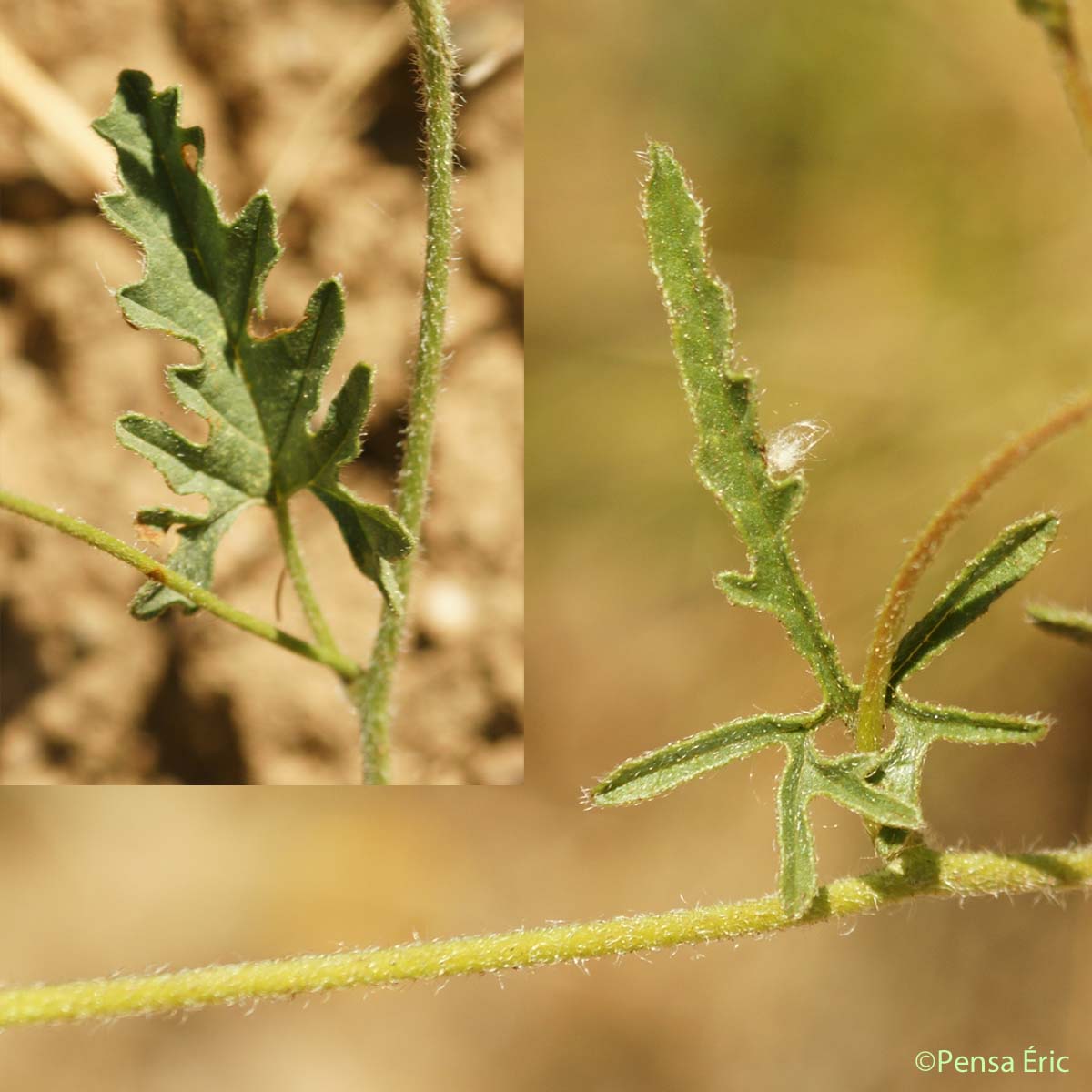 Liseron fausse Guimauve - Convolvulus althaeoides