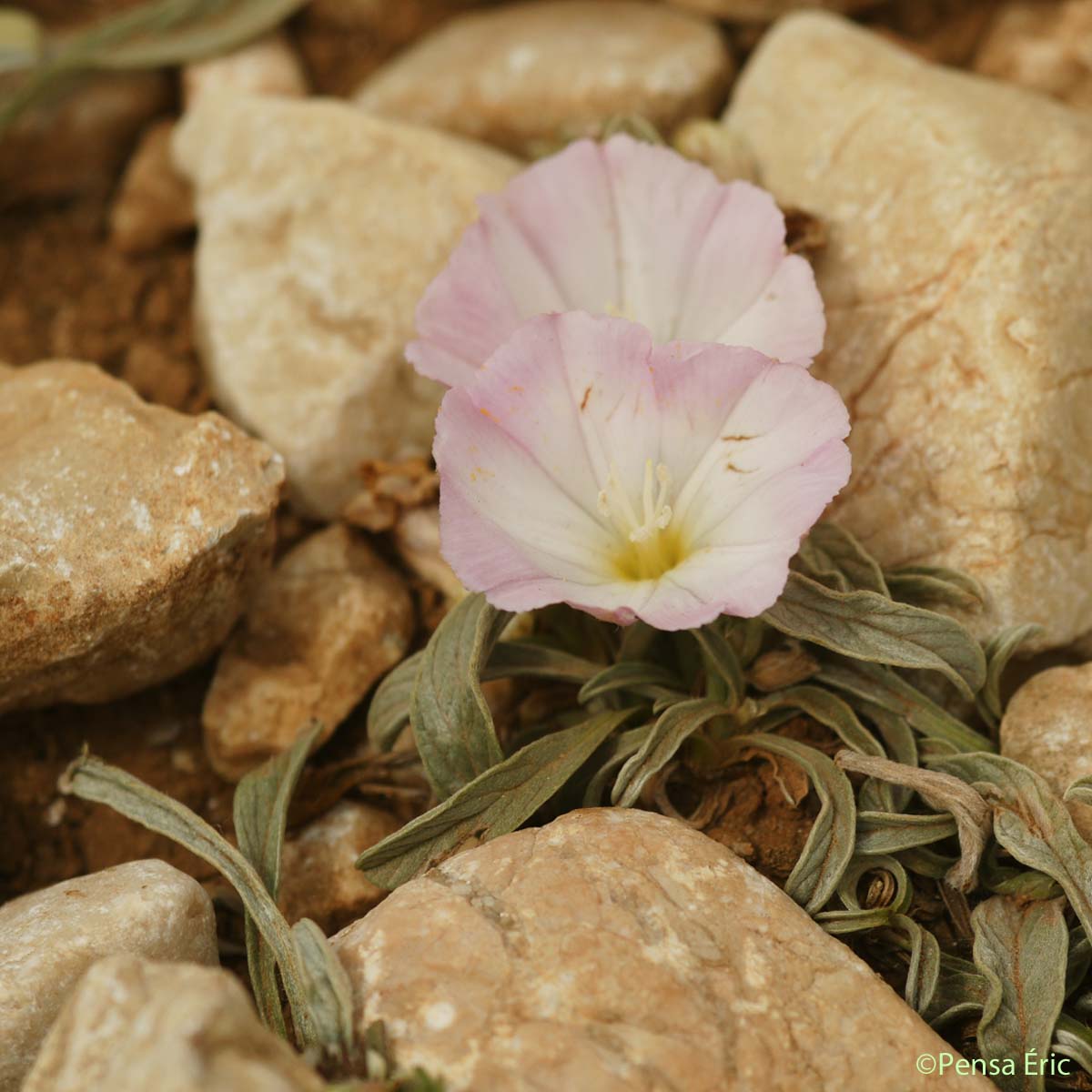 Liseron rayé - Convolvulus lineatus