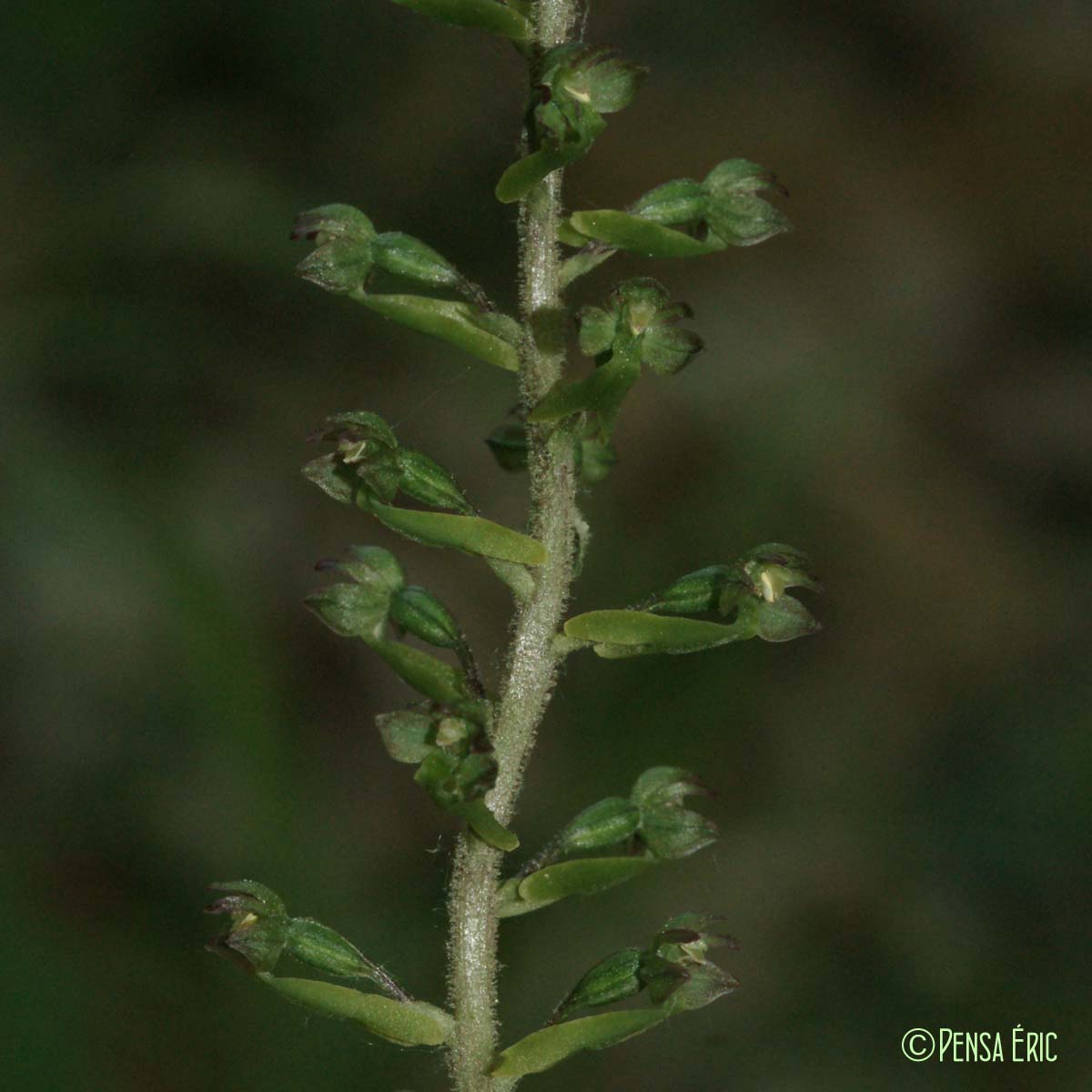 Listère à feuilles ovales - Neottia ovata