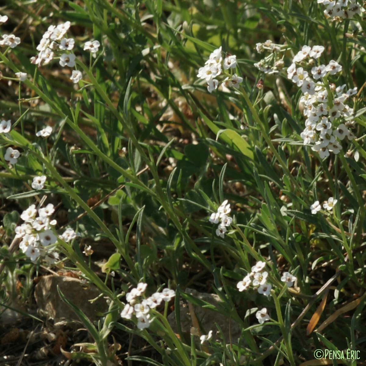 Lobulaire maritime - Lobularia maritima subsp. maritima