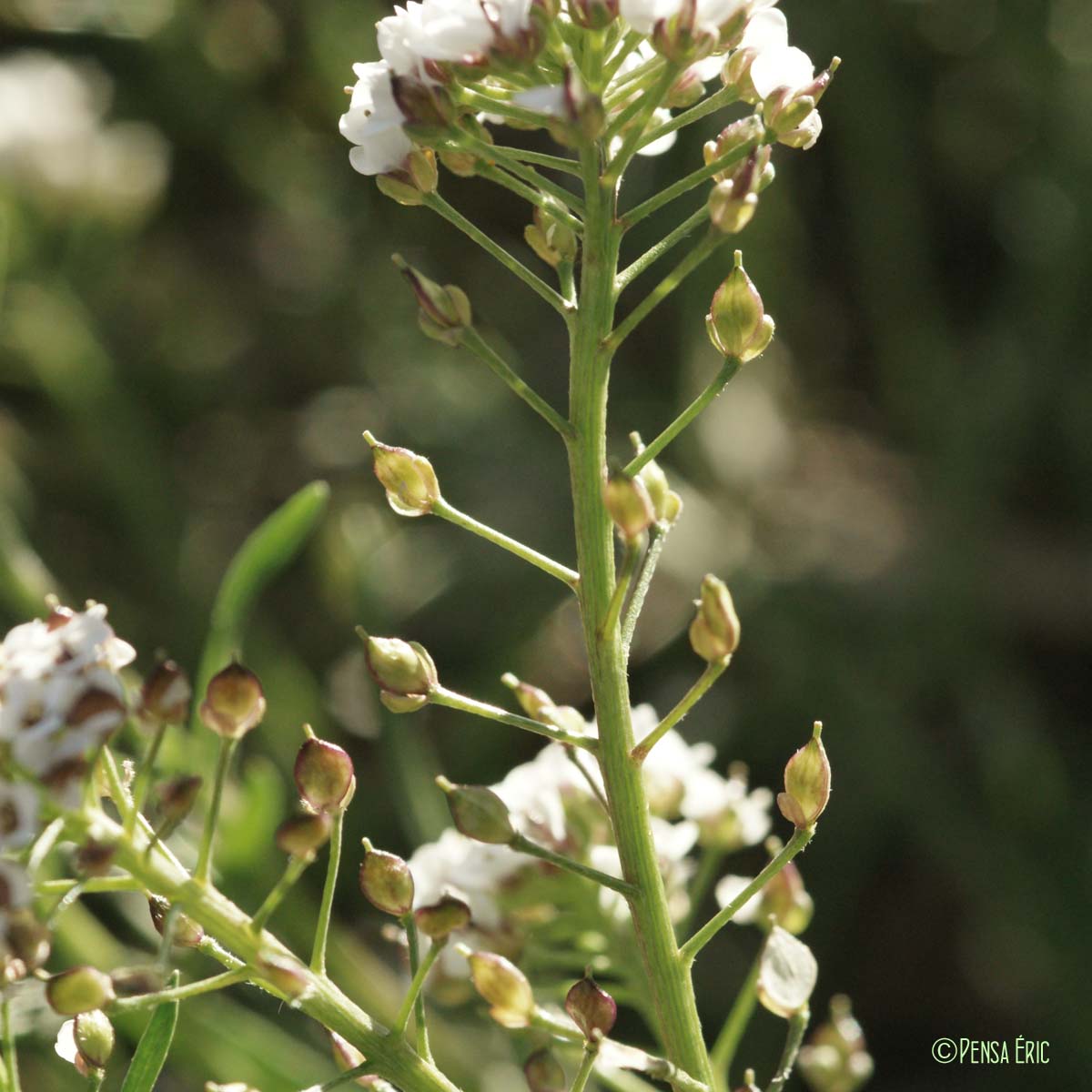 Lobulaire maritime - Lobularia maritima subsp. maritima