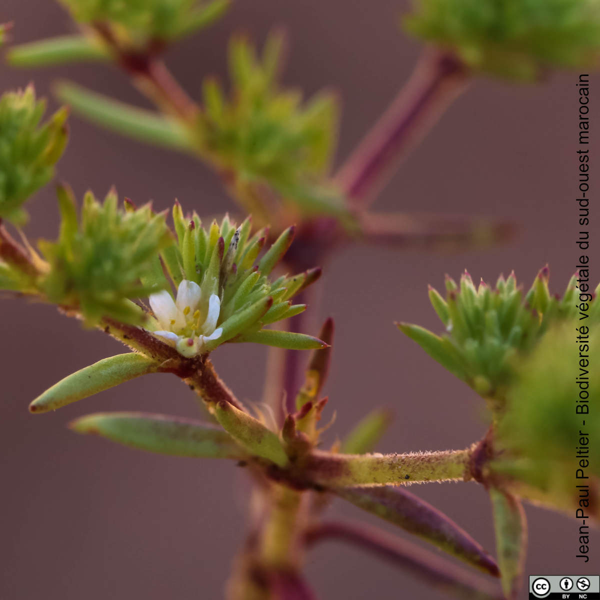 Loéflingie d'Espagne - Loeflingia hispanica