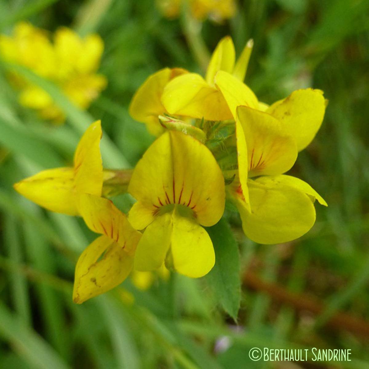 Lotier corniculé - Lotus corniculatus subsp. corniculatus