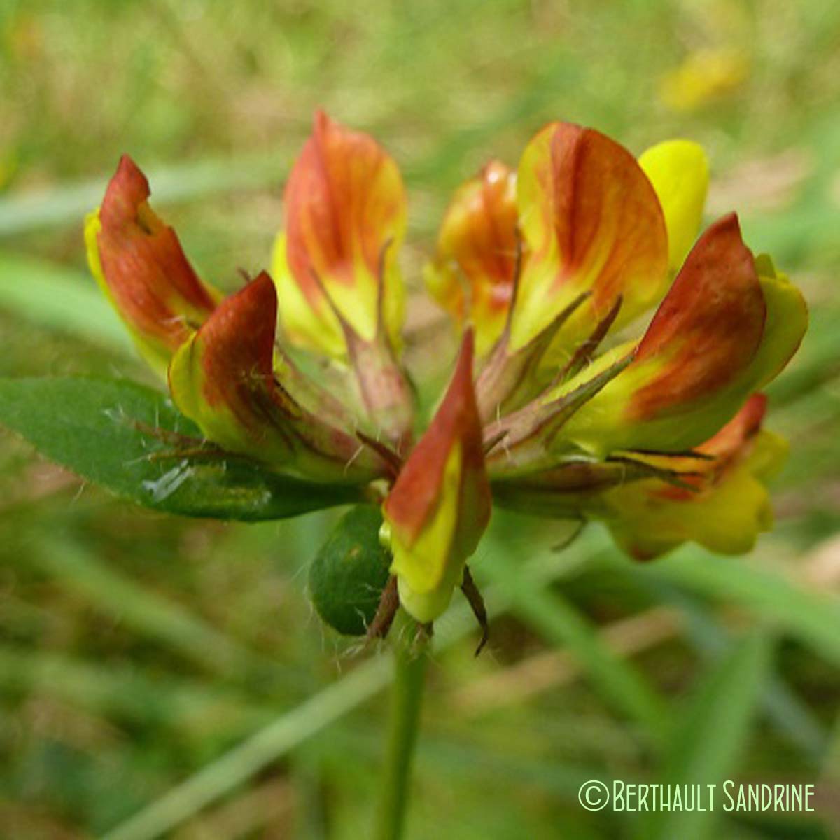 Lotier corniculé - Lotus corniculatus subsp. corniculatus