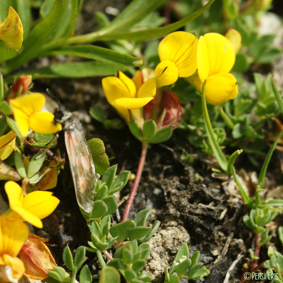 Lotier des Alpes - Lotus corniculatus subsp. alpinus