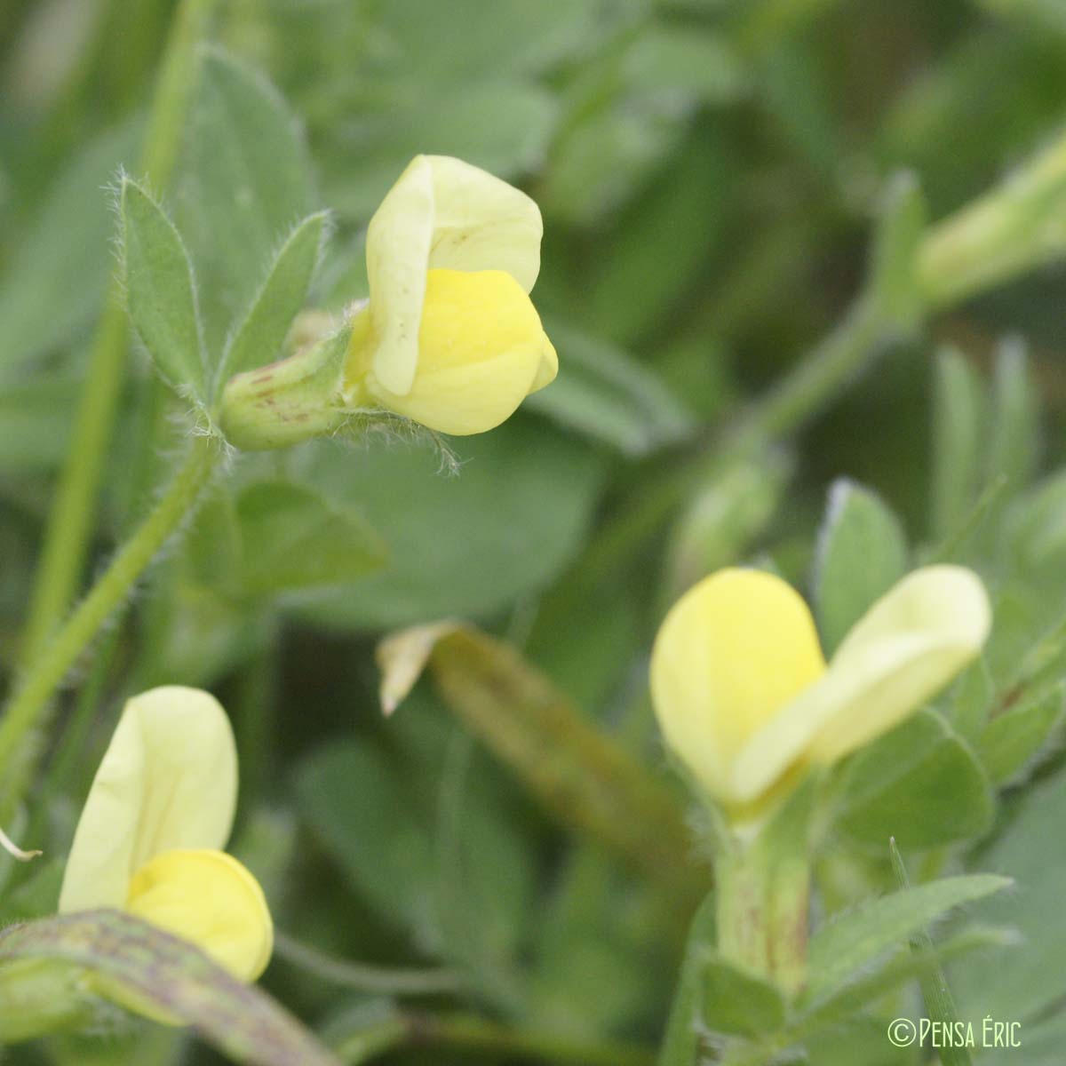 Lotier maritime - Lotus maritimus var. hirsutus