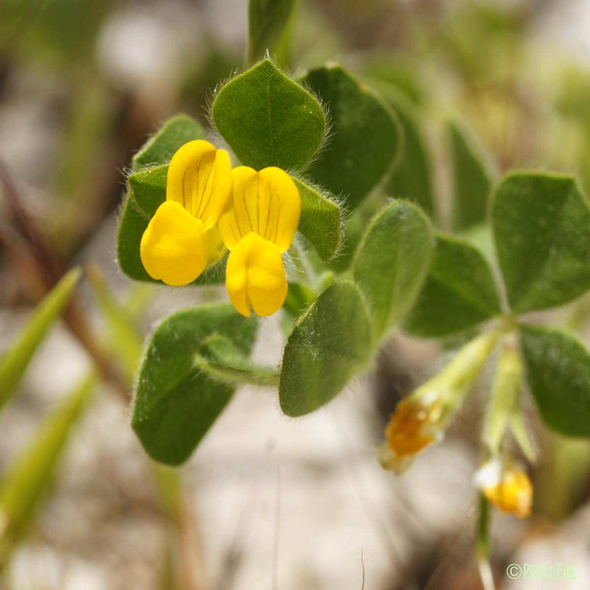 Lotier pied d'oiseau - Lotus ornithopodioides