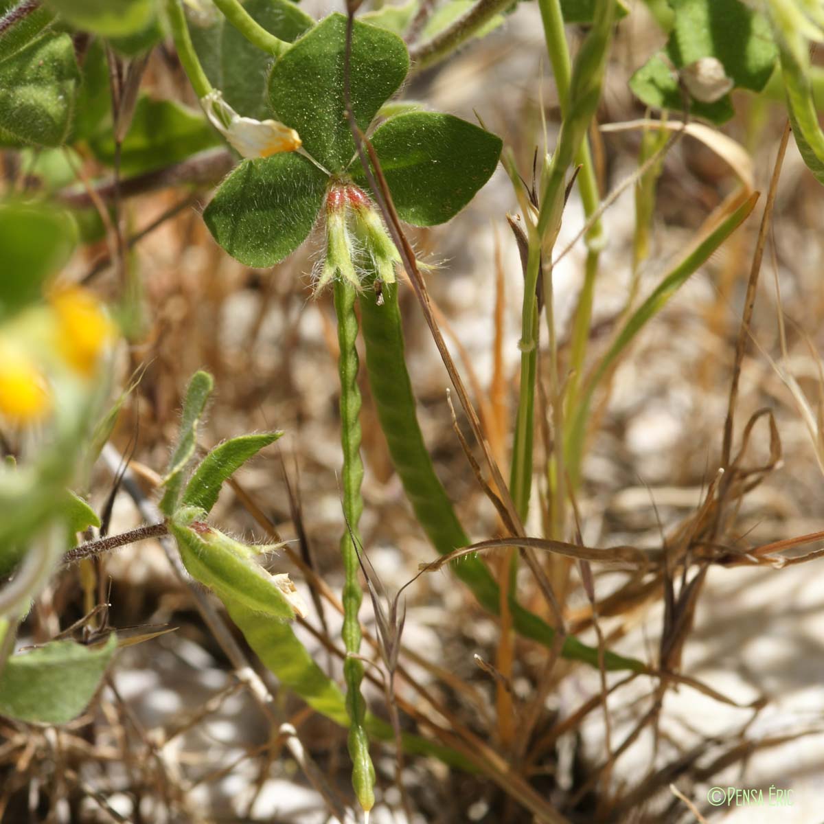 Lotier pied d'oiseau - Lotus ornithopodioides