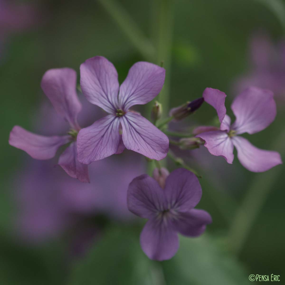 Lunaire annuelle - Lunaria annua