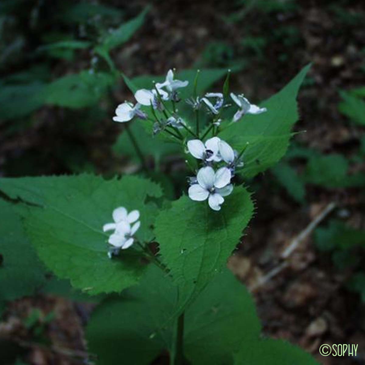 Lunaire vivace - Lunaria rediviva