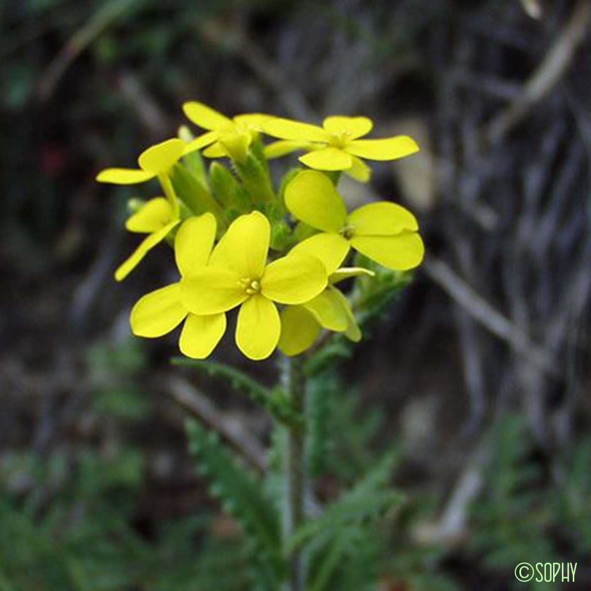 Lunetière à feuilles de Chicorée - Biscutella cichoriifolia