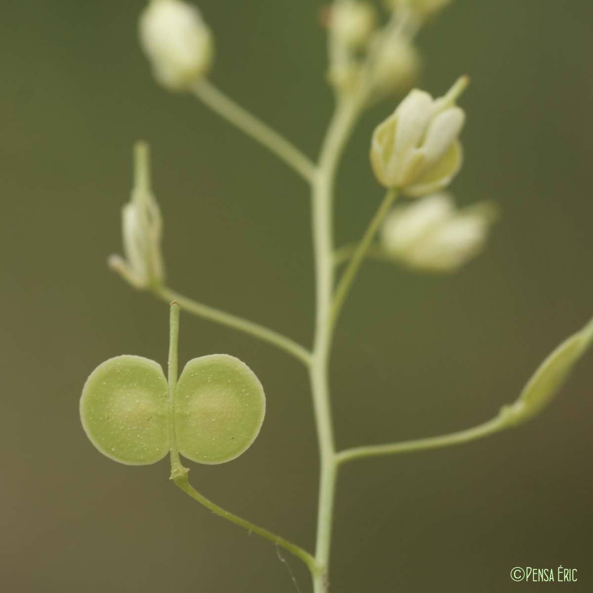 Lunetière lisse - Biscutella laevigata subsp. varia