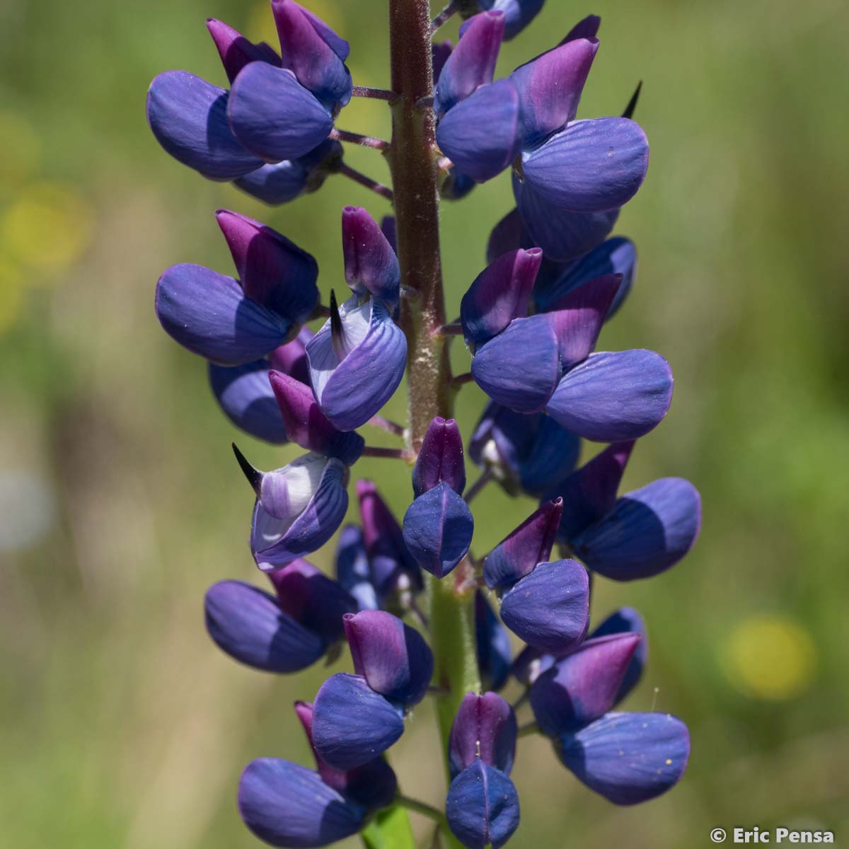 Lupin de Russell - Lupinus x regalis