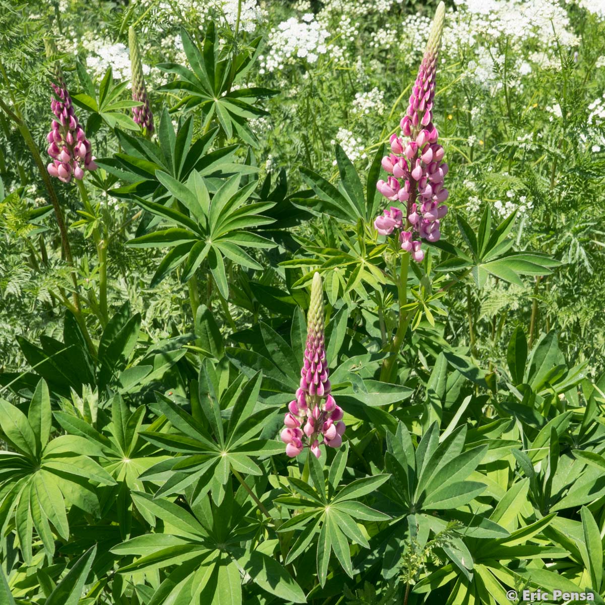 Lupin de Russell - Lupinus x regalis