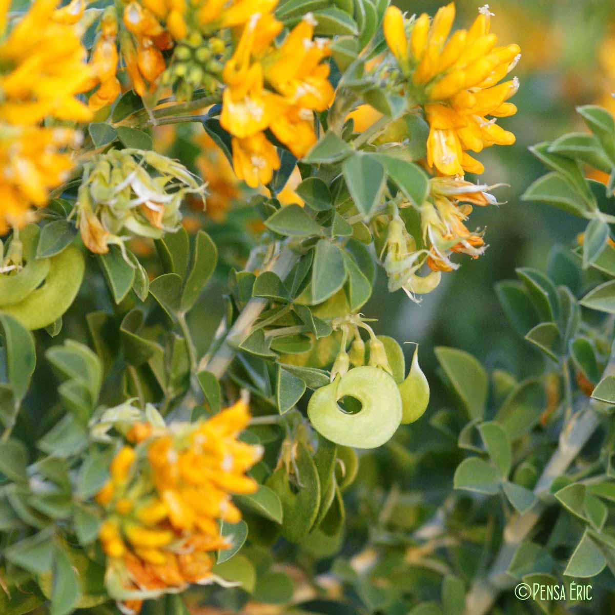 Luzerne arbustive - Medicago arborea