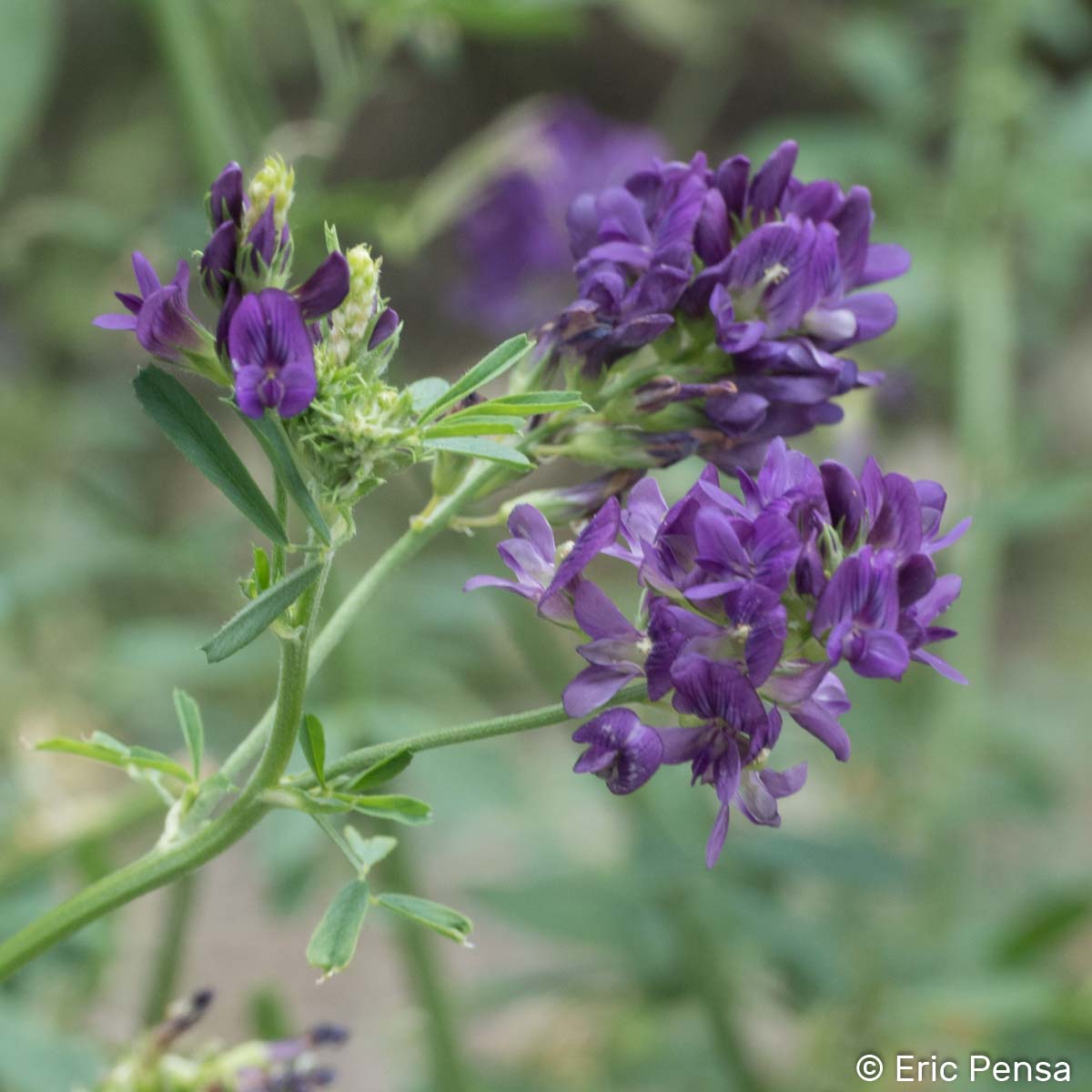 Luzerne cultivée - Medicago sativa subsp. sativa