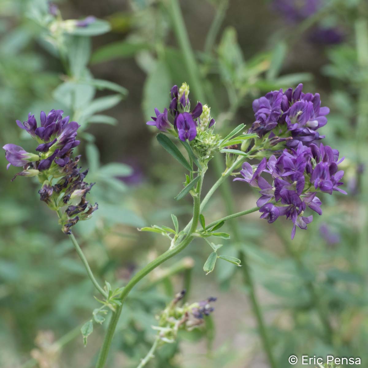 Luzerne cultivée - Medicago sativa subsp. sativa