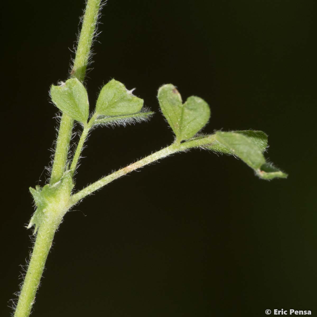 Luzerne de Gérard - Medicago rigidula