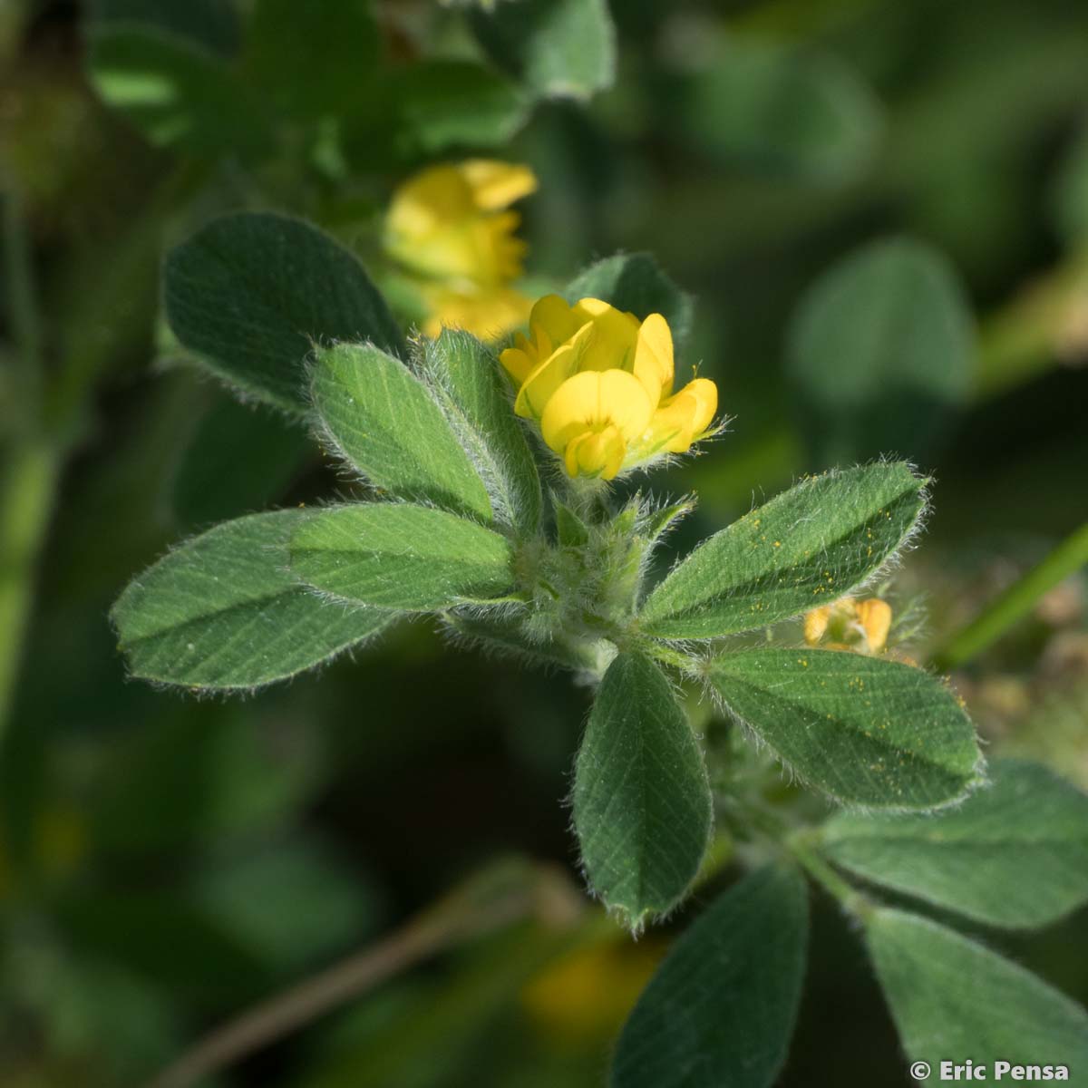 Luzerne naine - Medicago minima