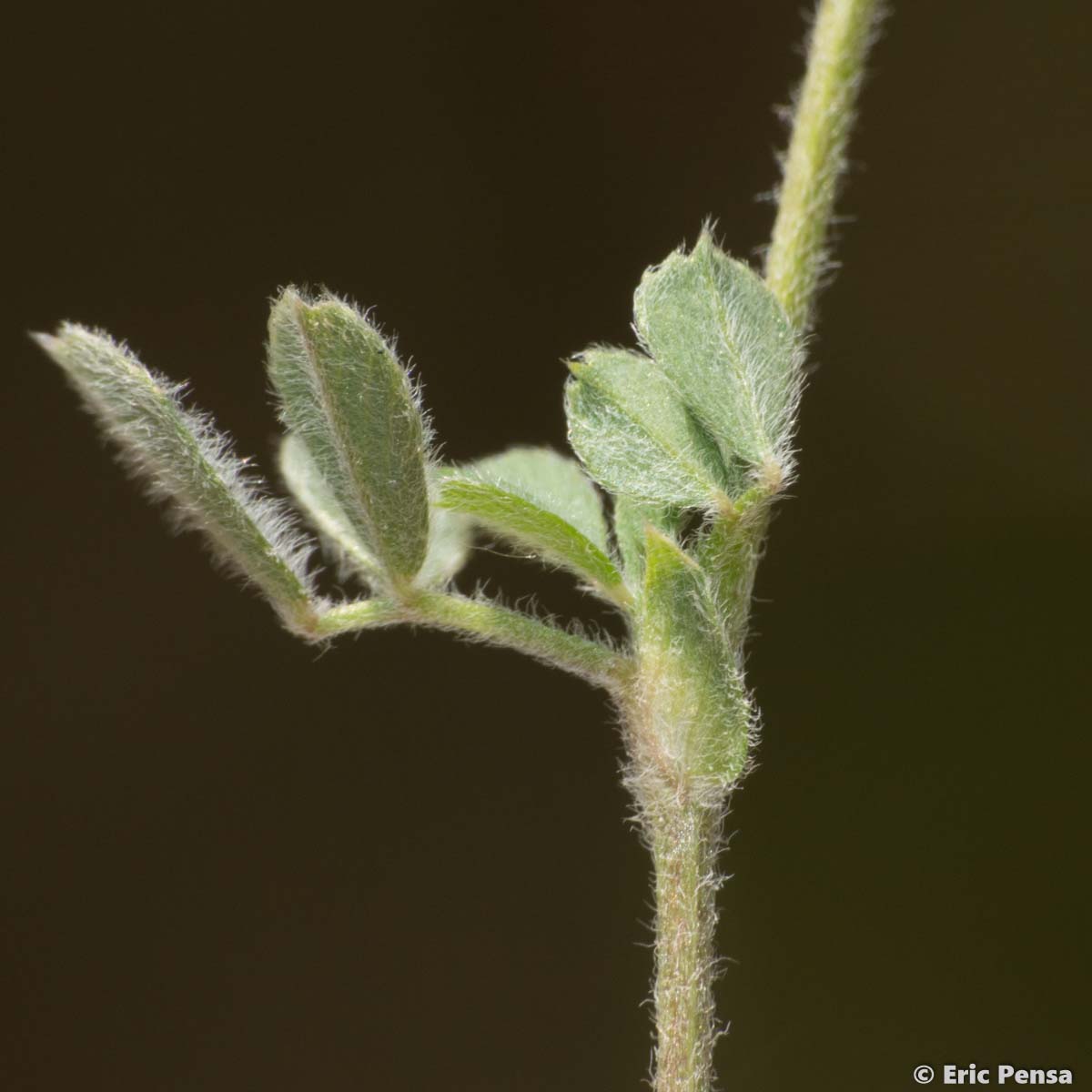 Luzerne naine - Medicago minima