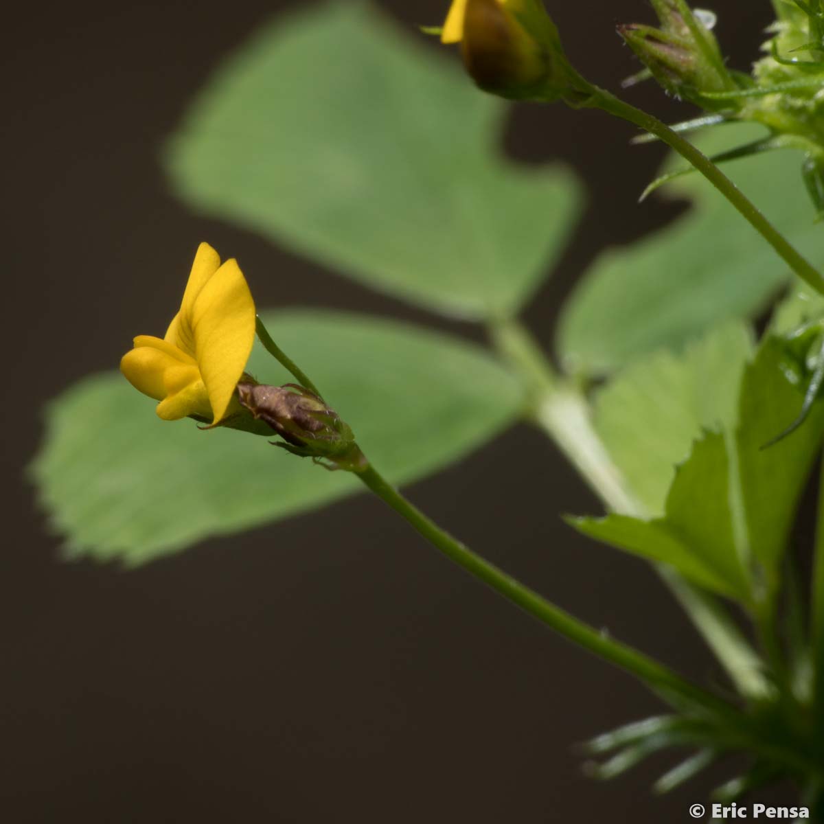 Luzerne orbiculaire - Medicago orbicularis