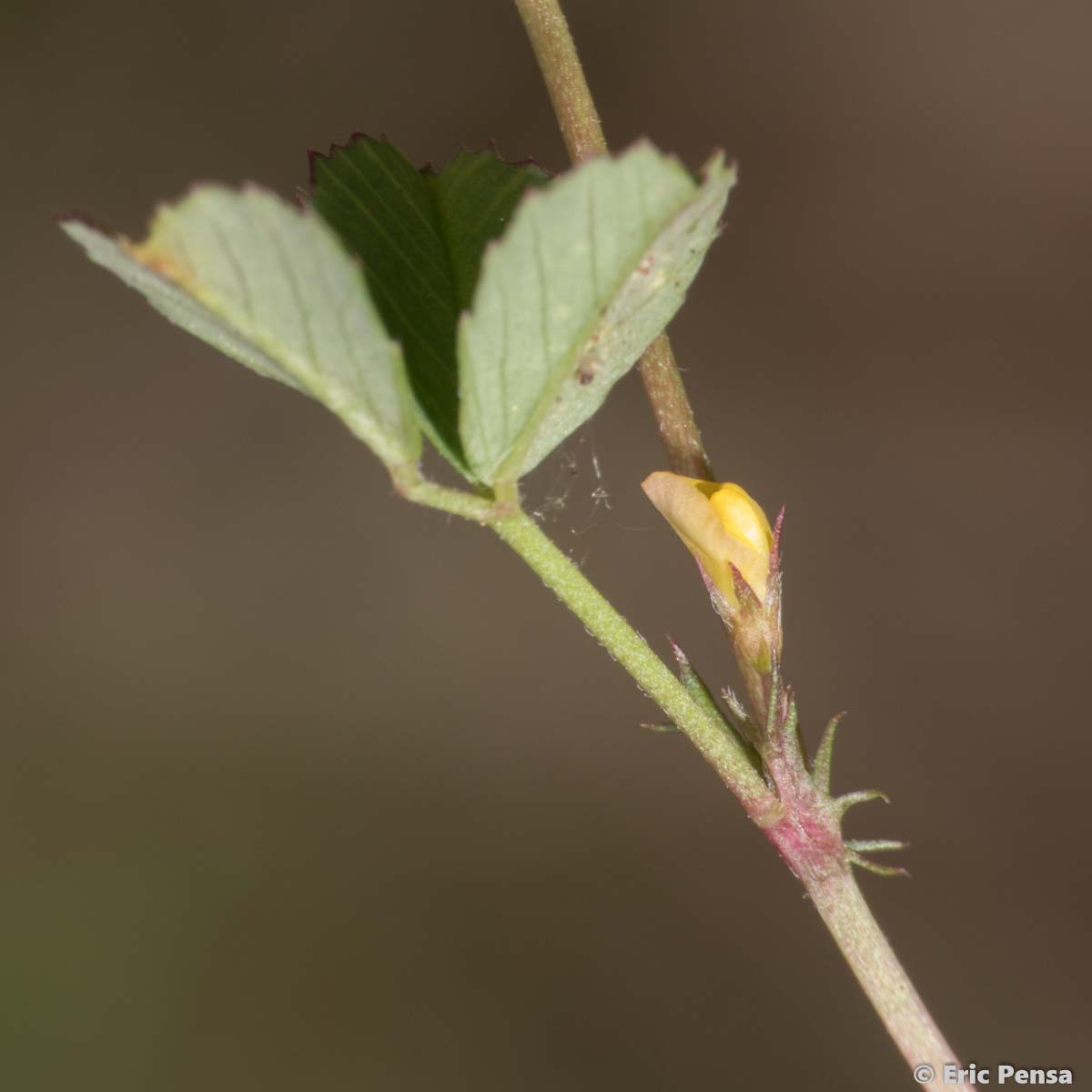 Luzerne orbiculaire - Medicago orbicularis