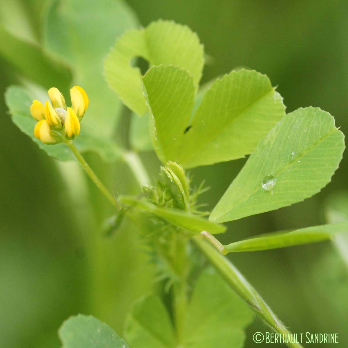 Luzerne polymorphe - Medicago polymorpha