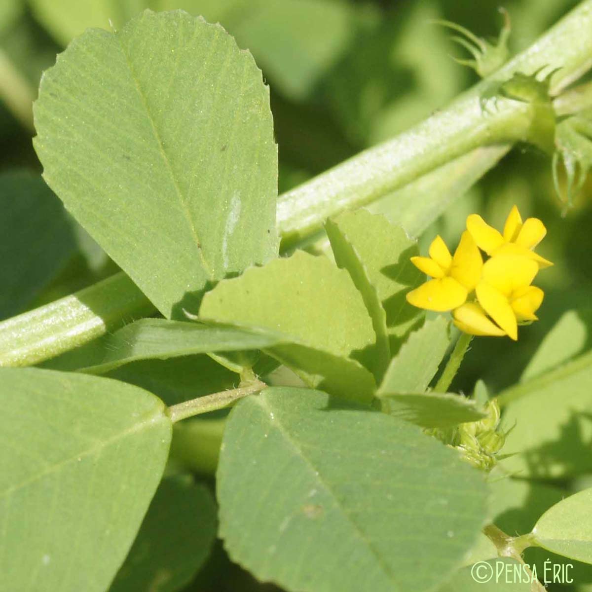 Luzerne polymorphe - Medicago polymorpha