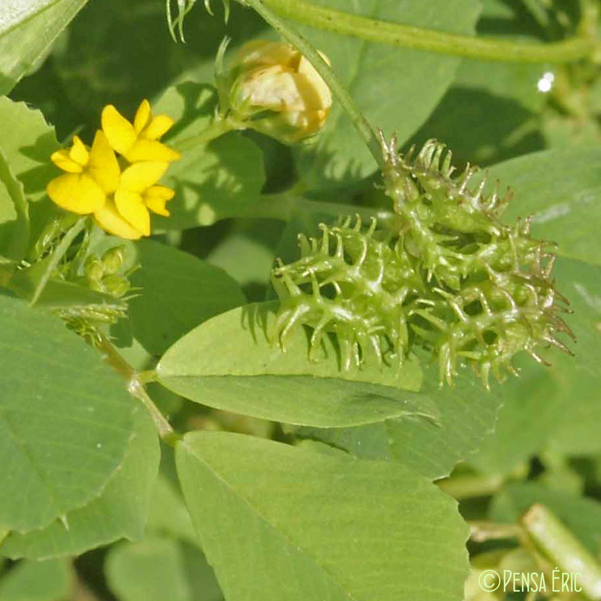 Luzerne polymorphe - Medicago polymorpha