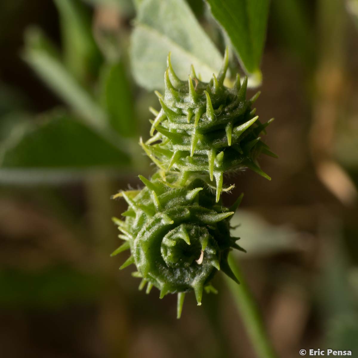 Luzerne tronquée - Medicago truncatula