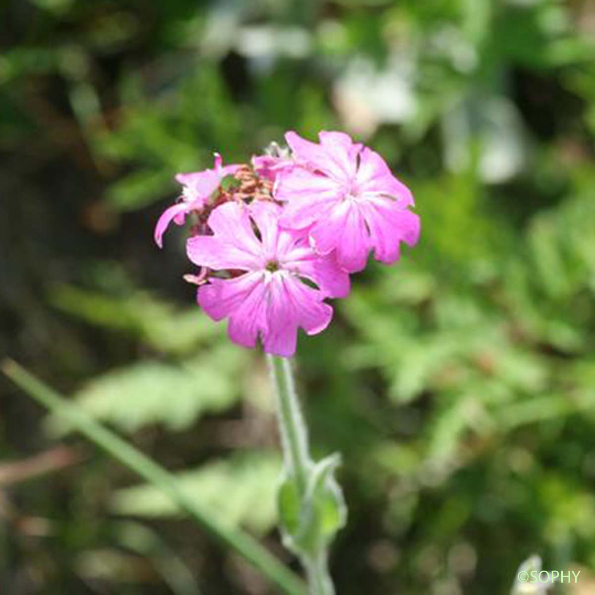 Lychnis fleur de Jupiter - Lychnis flos-jovis