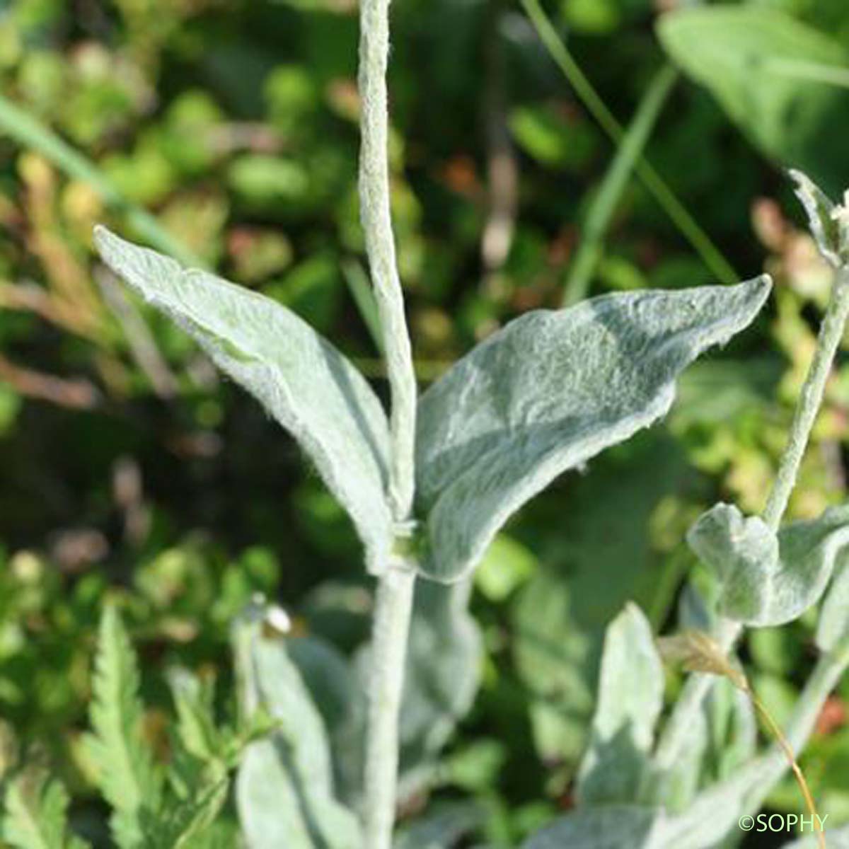 Lychnis fleur de Jupiter - Lychnis flos-jovis