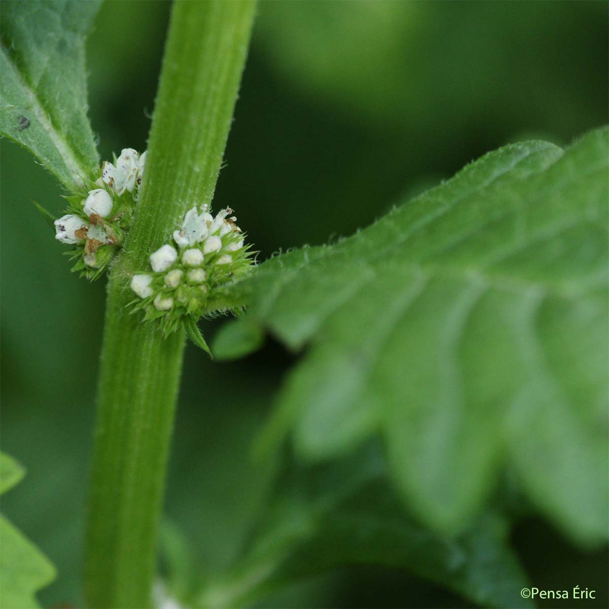 Lycope d'Europe - Lycopus europaeus